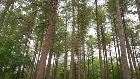 wide panning shot over tall tree line within forest walk