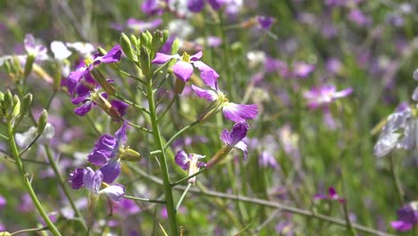 Schöne-Lila-Wildblumen-Blühen-Im-Frühling-Auf-Kalifornischen-Feldern