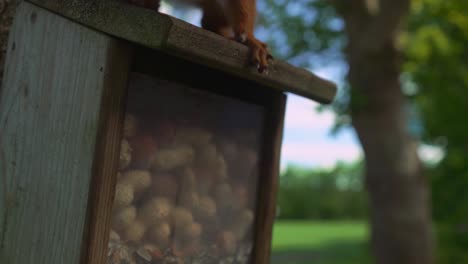 Hungriges-Eichhörnchen-Schnappt-Sich-Im-Sommer-Nüsse-In-Einem-Hölzernen-Nagetier-Nusshaus-Im-Freien