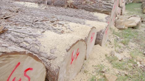 tree trunks were felled and sawn off