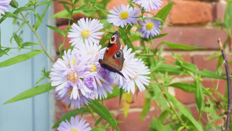 toma en cámara lenta de 4k de una mariposa comiendo de una flor, en medio de un jardín