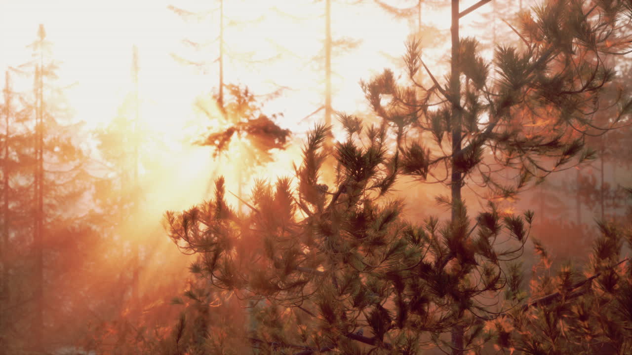 amanecer en un bosque de pinos brumoso