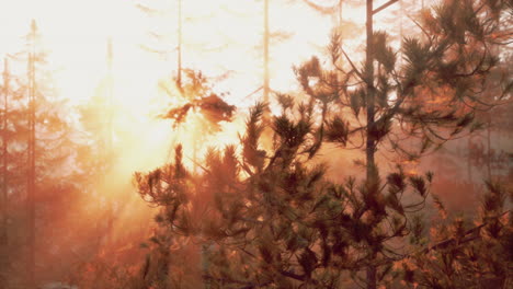 amanecer en un bosque de pinos brumoso