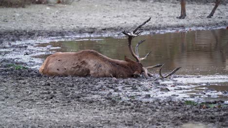 bull elk wallowing during fall mating season