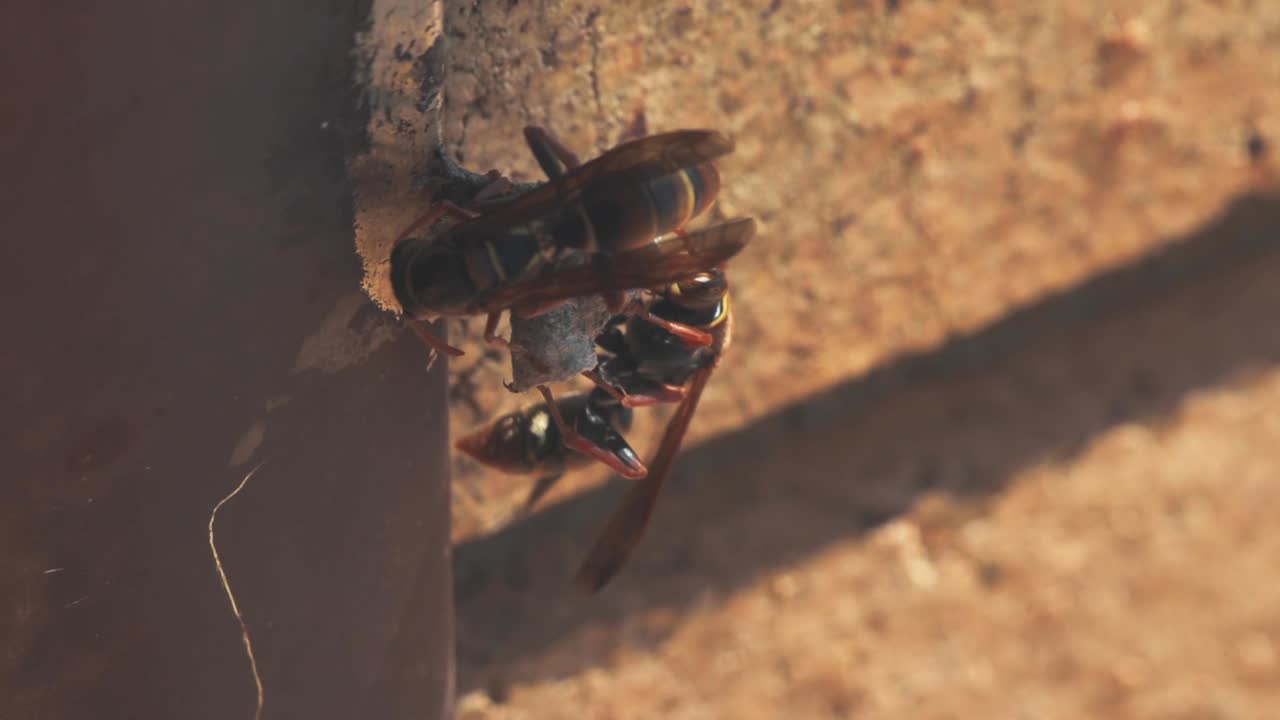 avispas construyendo un nido en el alféizar de la ventana de una casa