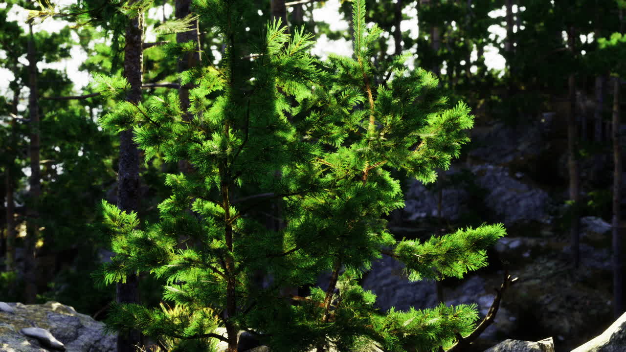 Solitary conifer nestled within rugged rocky wilderness scene