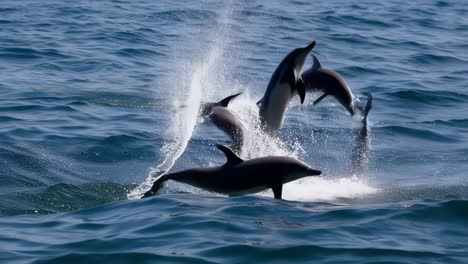 dolphins jumping in the ocean