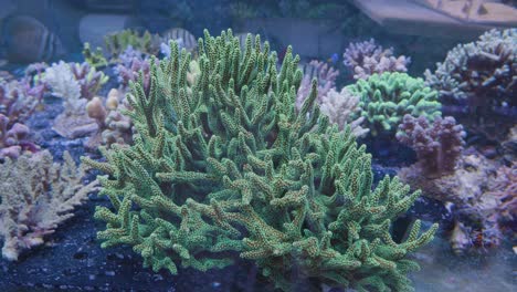 corals and green anemones in an aquarium with beautiful striped fish in the background