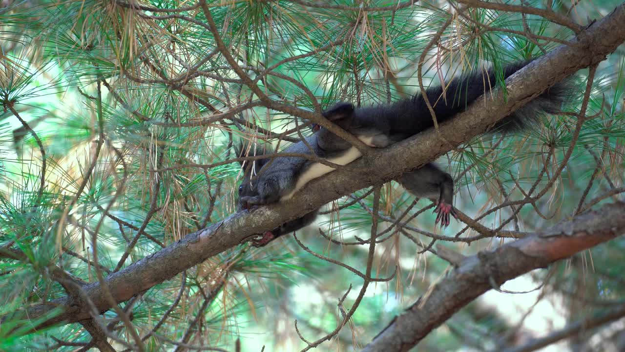 ardilla de árbol coreana acostada en una rama de pino en el bosque de yangjae, seúl, corea del sur - busque la vista de primer plano