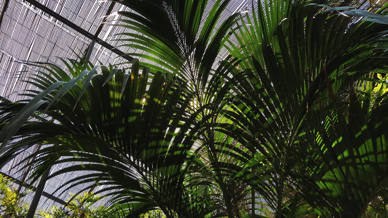 пальмы в теплице