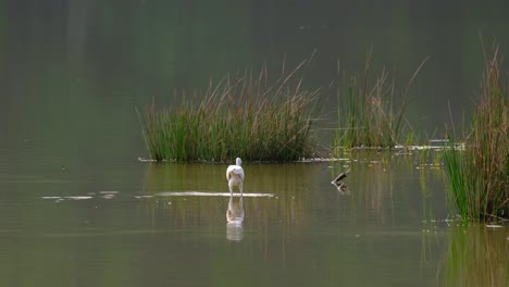 Little-Egret,-Egretta-garzetta,-Thailand