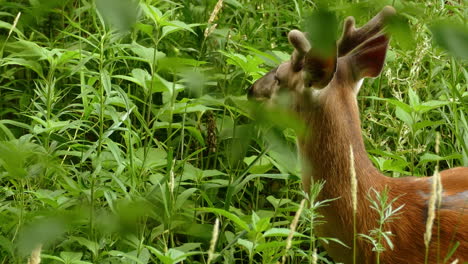 primer plano de un joven ciervo de cola blanca macho, odocoileus virginianus con cuernos cortos rodeado de densas vegetaciones, ocupado forrajeando en las hojas verdes frescas durante el día
