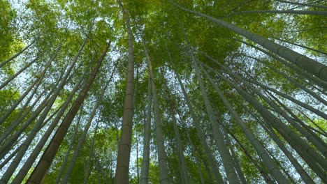 Blick-Hinauf-Zum-üppigen-Bambuswald-In-Arashiyama
