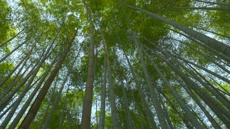 Vista-Mirando-Hacia-El-Exuberante-Bosque-De-Bambú-En-Arashiyama