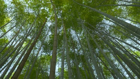 vista mirando hacia el exuberante bosque de bambú en arashiyama