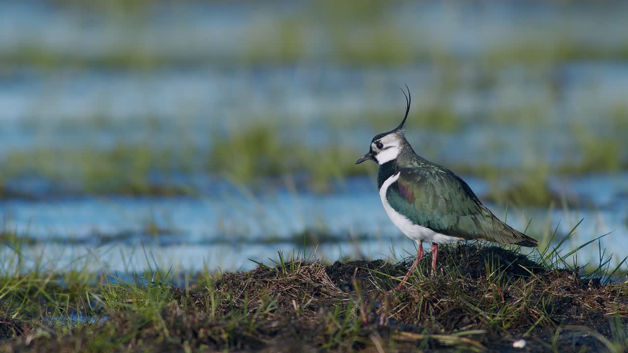 avefría alimentándose de humedales con gusano de lluvia usando movimientos de temblor de pies en busca de comida