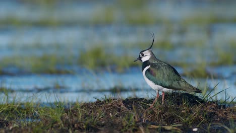 Lapwing-feeding-on-wetland-with-rain-worm-using-foot-trembling-movements-food-seeking