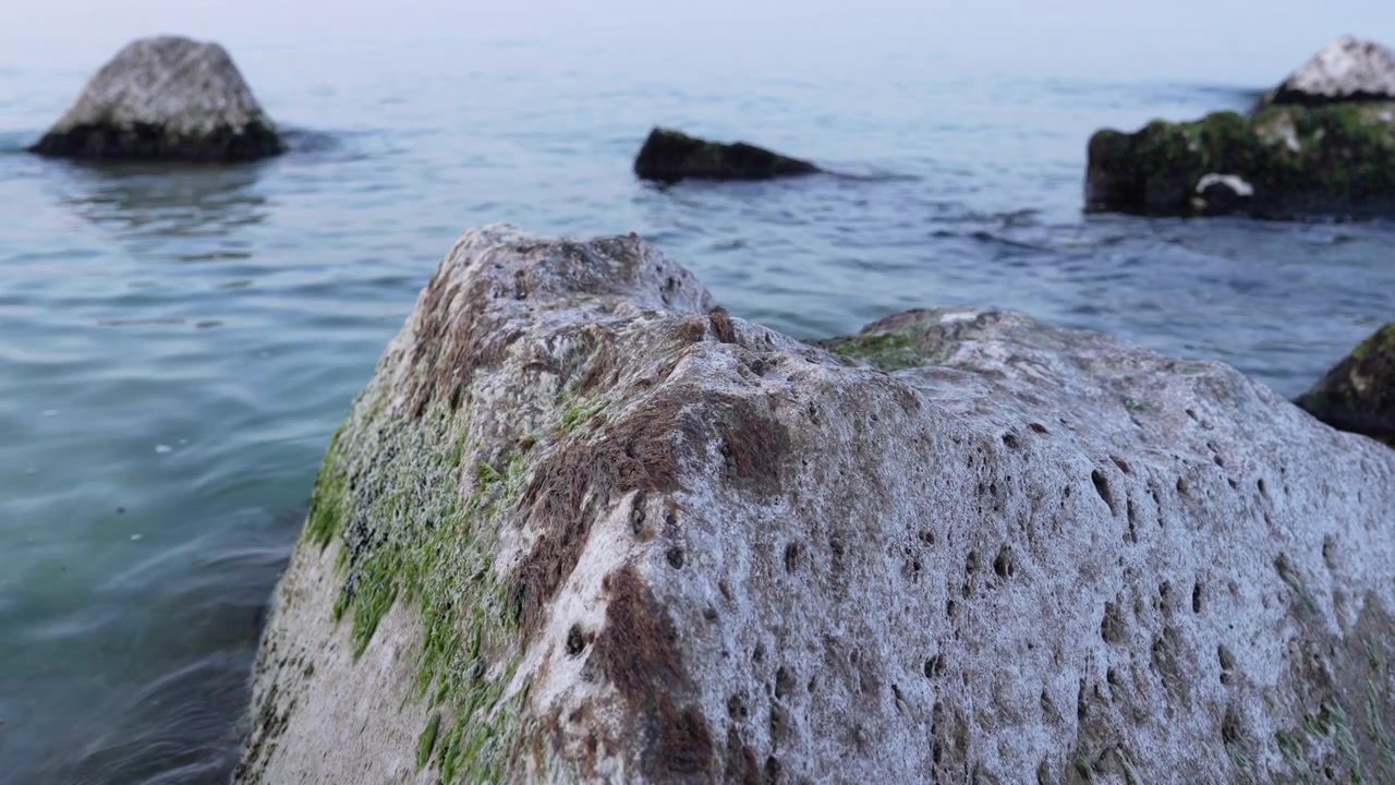Et nærbillede af en stærkt tekstureret hvid sten dækket med pletter af grønne alger, der hviler i det rolige vand i Adriaterhavet i Porto Recanati, Italien.
