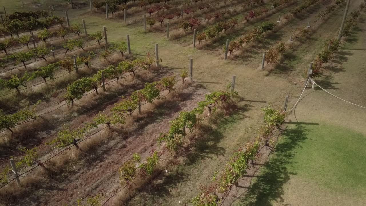 Above View Of Vineyards Over Winery In Perth, Western Australia. Aerial Drone Shot