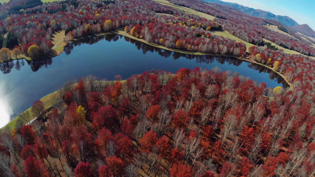 Aerial video captures vibrant autumn forest and serene lake, showcasing rich red foliage