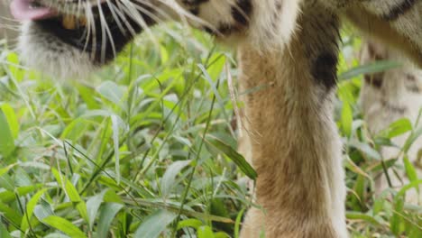 Bengal-Tiger-in-Grassland-Looking-For-Food,-Close-Up-of-Wild-Animal-in-Protected-Reserve