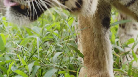 tigre de bengala en pastizales en busca de comida, cerca de animales salvajes en reserva protegida
