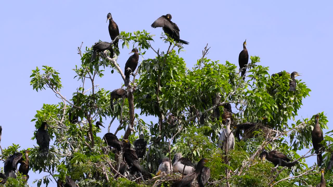 varios pájaros descansando e interactuando en un árbol