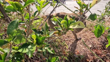 a dog walks by some green bushes outdoors