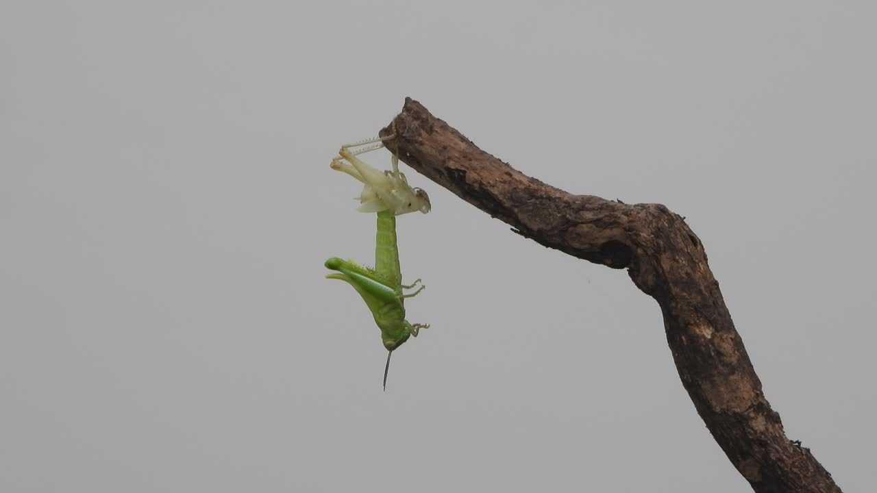 ⁇ 질을 제거하는 도마 ⁇  - 초록색