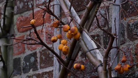 orange crab apple tree with overripe fruit growing against old red brick wall in english rural countryside garden