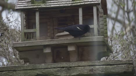 toma en cámara lenta de un pájaro negro de alas rojas alimentándose de una casa de pájaros de madera