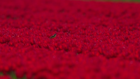 Vibrant-red-tulip-field-with-a-single-yellow-wagtail-bird,-focused-shot,-daytime