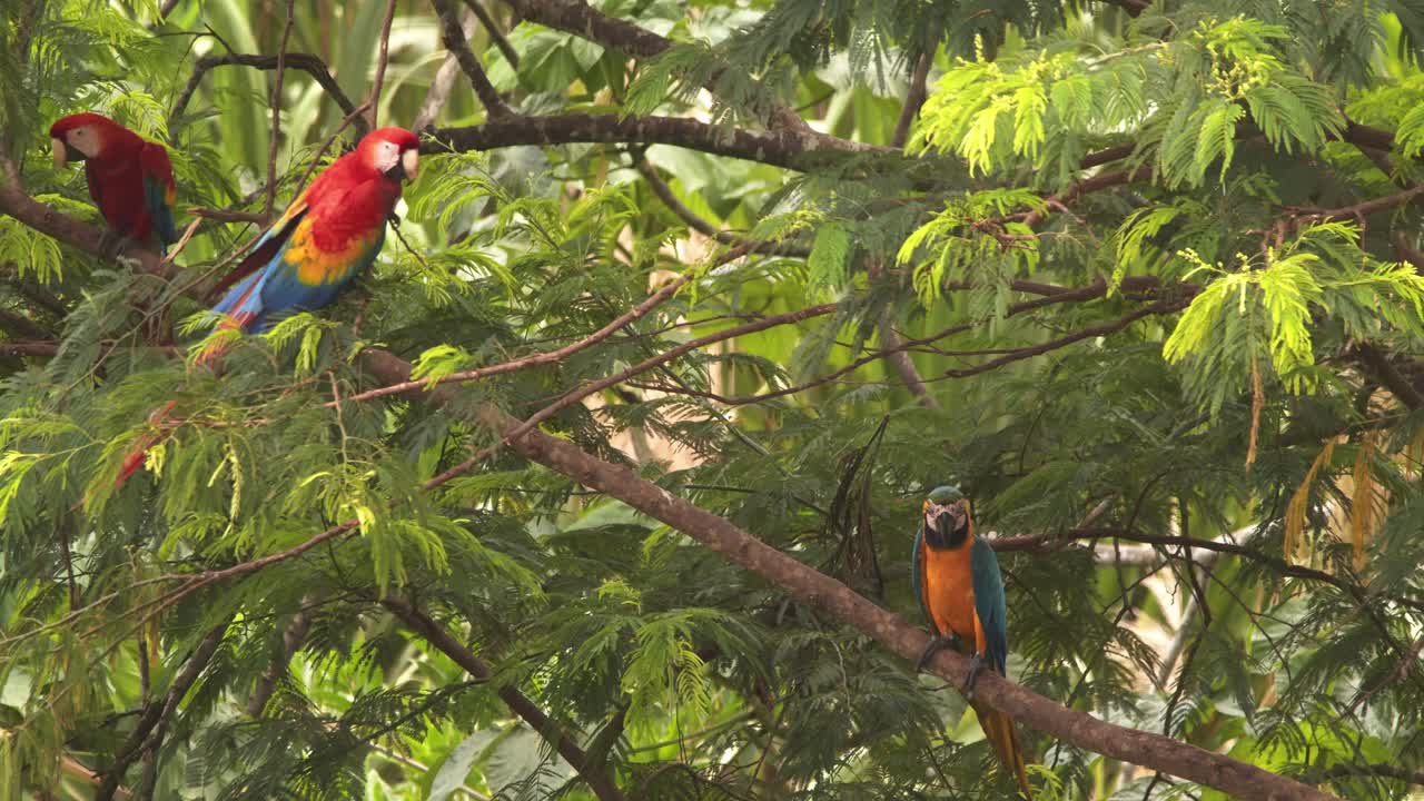 Close-up view of diverse macaws perched on a tree in the stunning Peruvian rainforest.