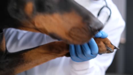veterinarian examining dog paw