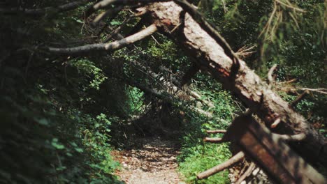 Mysterious-woods-with-a-tree-growing-over-a-path-blocking-it-with-sun-rays-shining-through-on-a-autumn-day