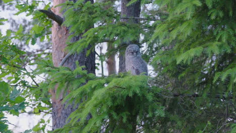 young tawny owl resting on conifer tree branch