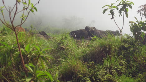 Manada-De-Búfalos-Del-Cabo-Recostada-En-La-Hierba-Alta-Con-Una-Espesa-Niebla-Pasando