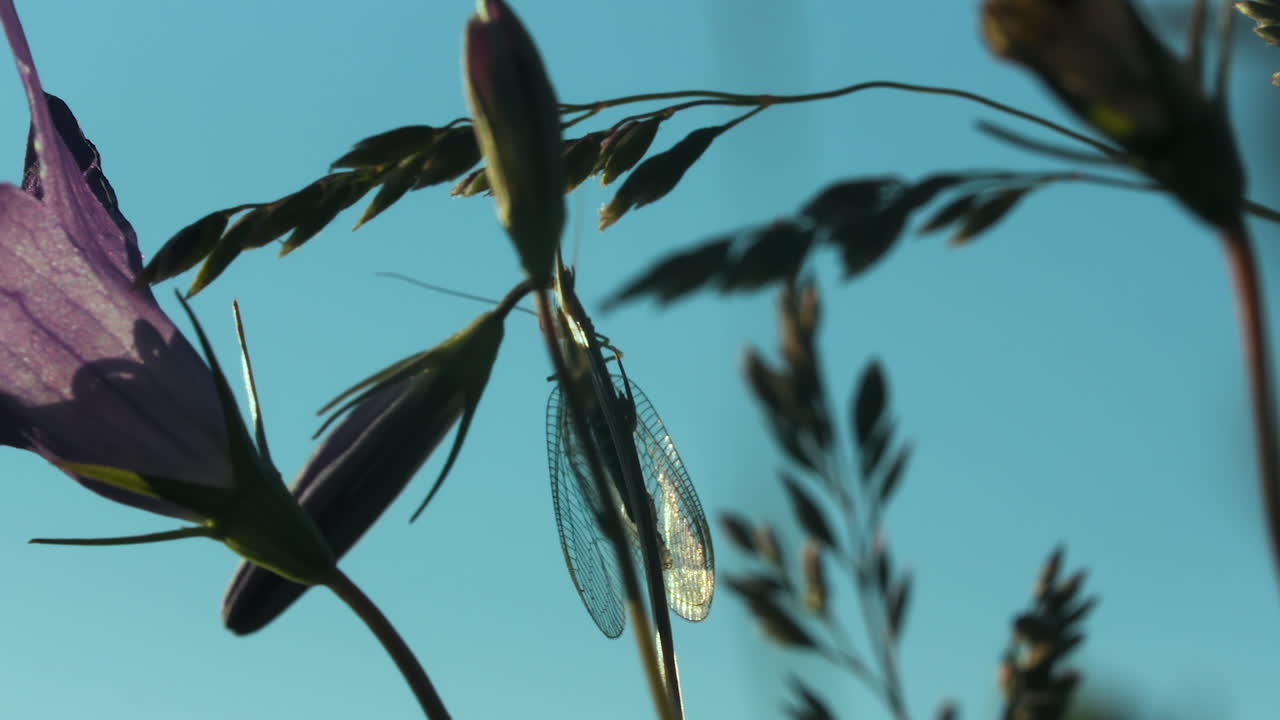 insecto en una flor en la naturaleza