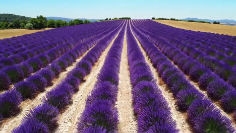 lavender field in provence, france