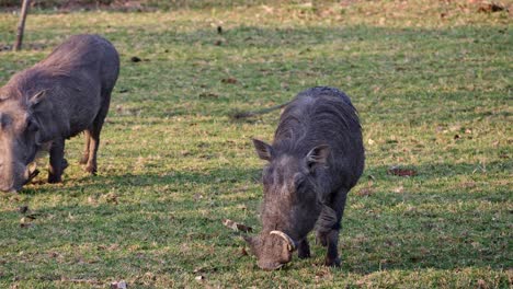 warthogs graze and wave their tails in the backyard