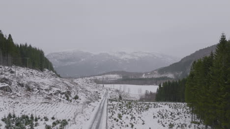 aerial drone fly over christmas tree plantation, norway