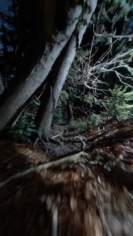 camino nocturno del bosque