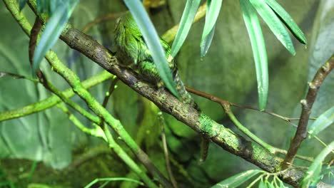 Pygmy-marmoset-jumping-on-a-tree