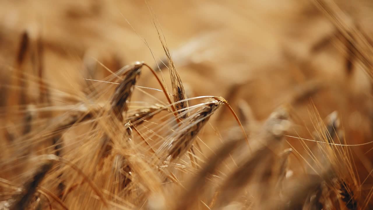 Primer plano de múltiples espigas de cebada agrupadas, sus finas aristas capturando la cálida luz del sol mientras se doblan suavemente con la brisa, con un fondo dorado suave y difuminado