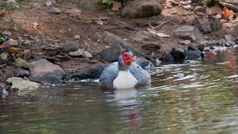 a muscovy duck in the water