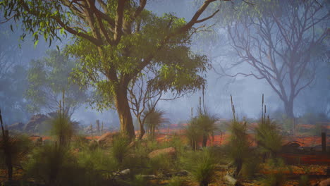 bosque de niebla en australia