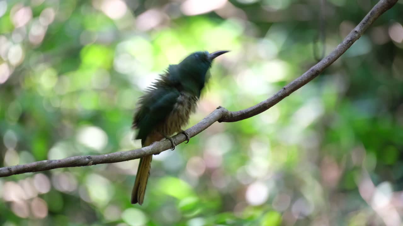 soplando sus plumas y sacudiendo su cuerpo, un apicultor de barba azul nyctyornis athertoni está mirando su entorno mientras se alza en una pequeña rama en un parque nacional en tailandia