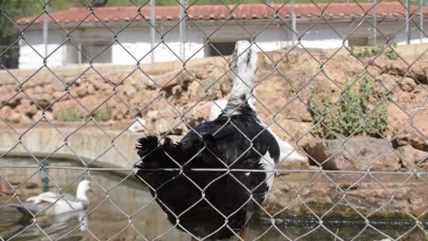 Muscovy-duck-behind-a-fence-looking-at-camera-on-a-school-farm