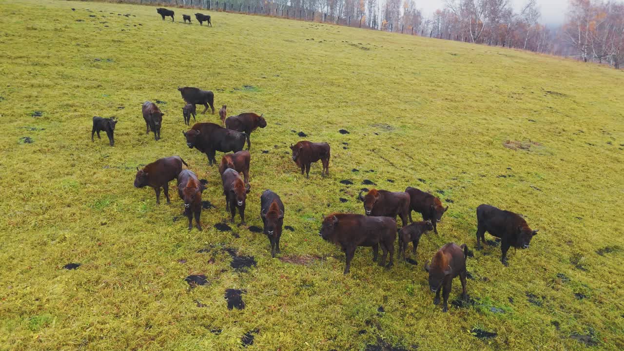 European Bison Herd in Autumn Grassland