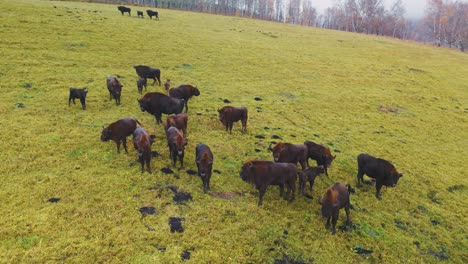 european bison herd in autumn grassland